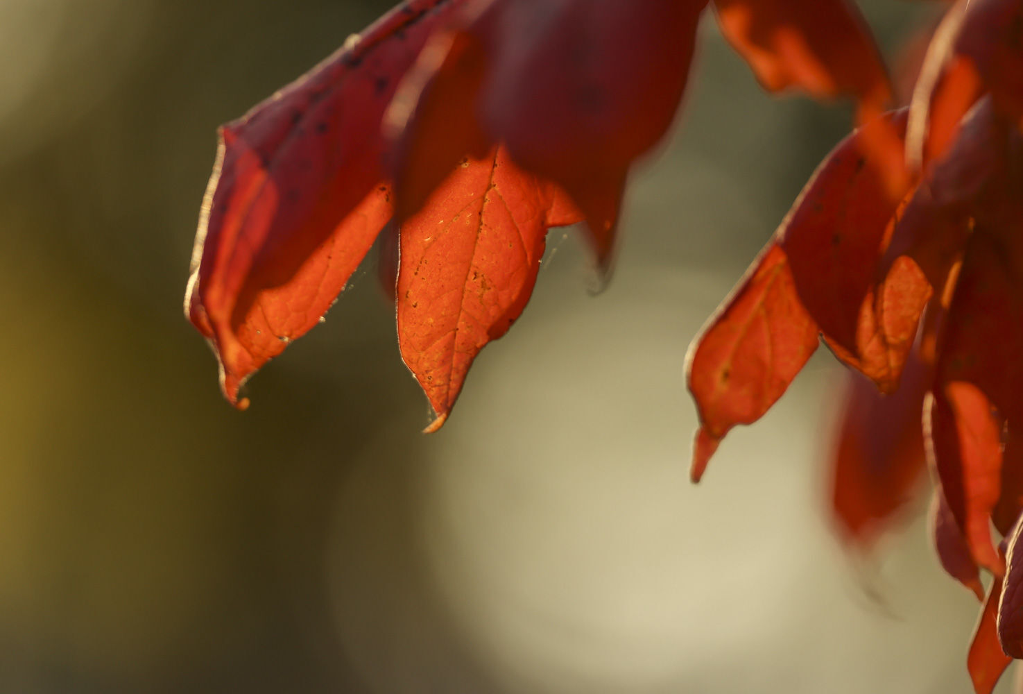 Fall around Lake Decatur 31 10.23.20.JPG